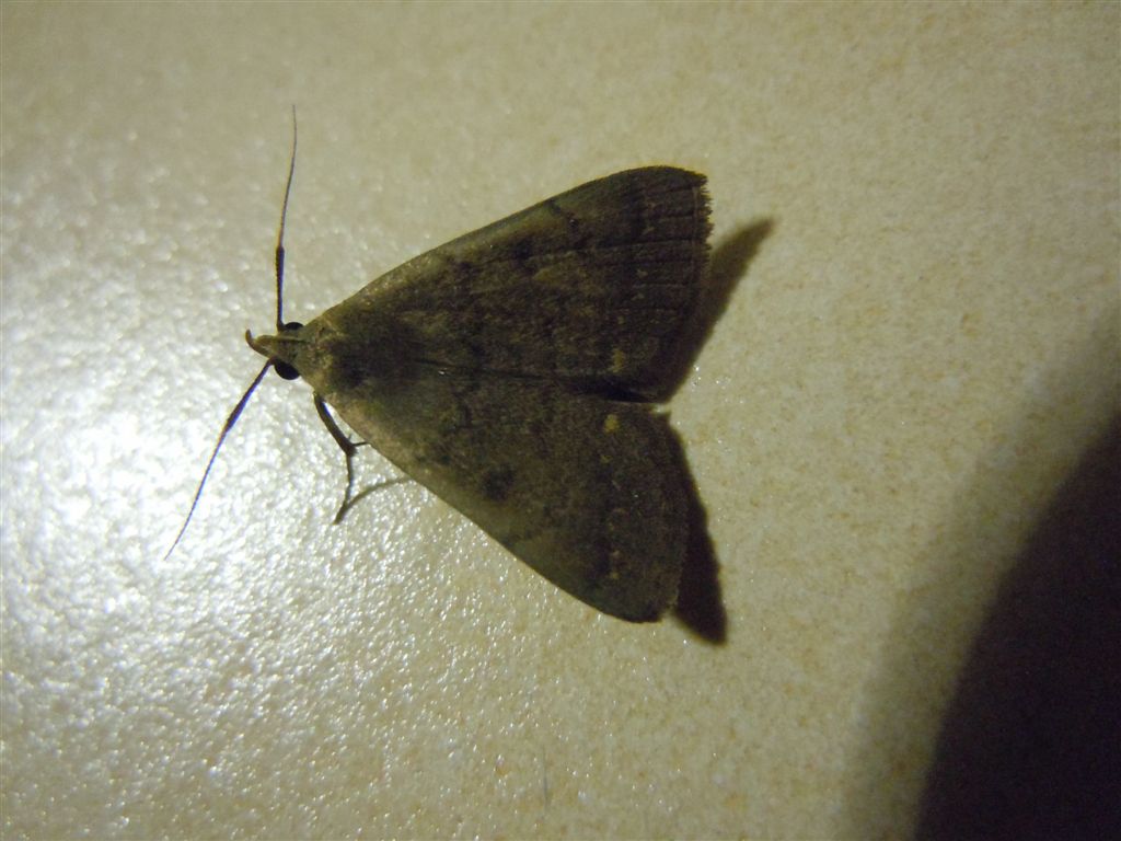 Crambidae